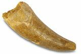 Cretaceous Fossil Crocodylomorph Tooth - Morocco #292248-1